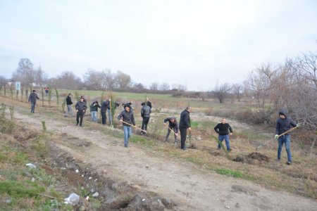 Tərtərdə İlham Əliyevin doğum gününə həsr olunan ağacəkmə aksiyası keçirilib